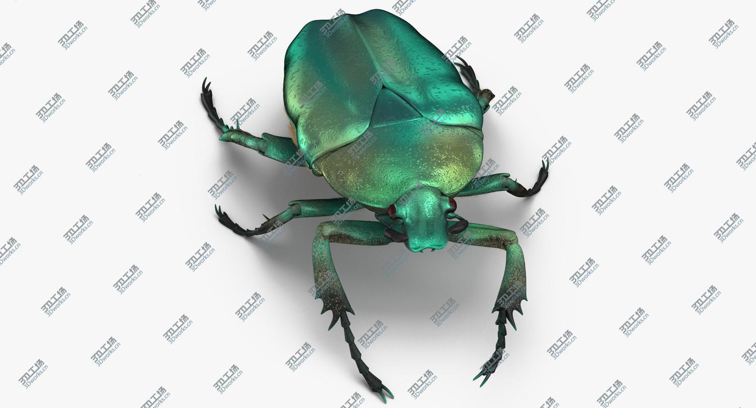 images/goods_img/2021040231/Green Scarab Beetle Walking 02(1) 3D model/3.jpg
